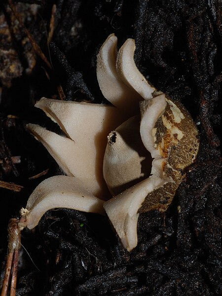 File:Geastrum triplex 62390.jpg