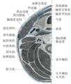 第六頸椎