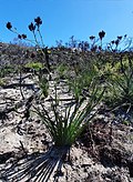 Haemodorum corymbosum and habitat