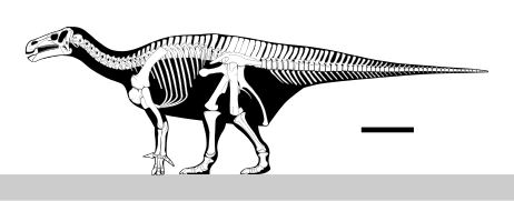 Iguanodon Skeletal.svg