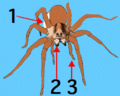 Eye pattern of the wolf spiders. 1. Egg sac, 2. Chelicerae, 3. Pedipalps