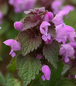 Lamium purpureum, jedma od mrtvih kopriva