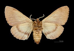 Female underside