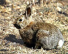 Lepus americanus.jpg