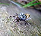 Weibliche Wolfspinne während des Schlupfes der Jungtiere. Die Reste des Kokons sind noch angeheftet.