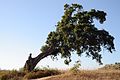 * Nomination Old Cork Oak near Porto Covo, Portugal -- Alvesgaspar 22:30, 13 August 2013 (UTC) * Withdrawn  Comment Magnificent oak, but nothing is really sharp and the blue channel is a bit overexposed. I'm sure, you can do better. --Iifar 06:17, 14 August 2013 (UTC) -- You are right Iifar, this is the wrong version! I will upload the right one later, thank you.  I withdraw my nomination Alvesgaspar 11:01, 14 August 2013 (UTC)