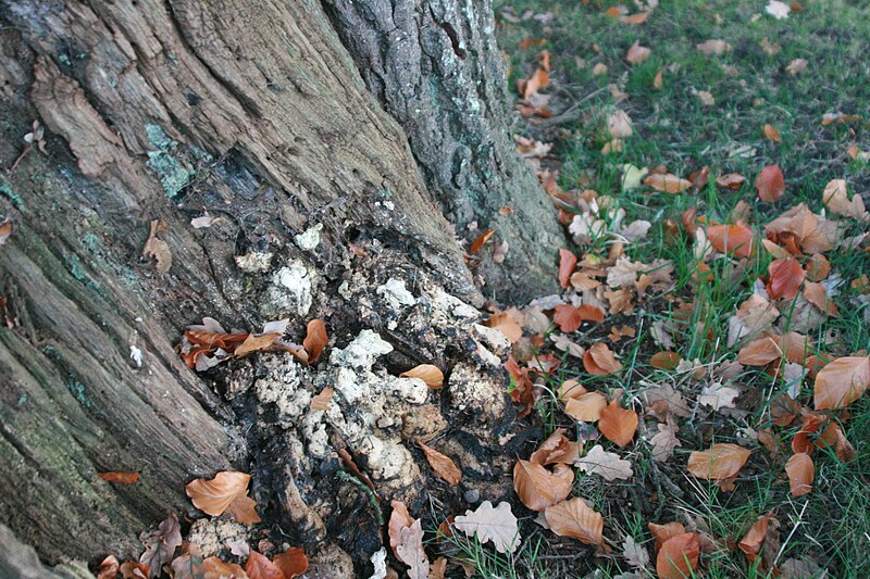 File:Unidentified fungi, delden, overijssel, the netherlands49.JPG