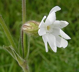 Fehér mécsvirág (Silene latifolia, syn. Melandrium album)