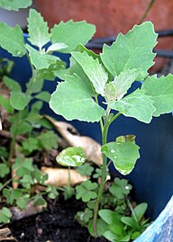 labodafélék (Atriplex sp.)