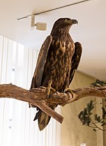 Senckenberg Museum für Naturkunde Görlitz