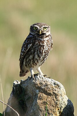 Stiankauts (Athene noctua)