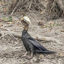 Eating a Scleropages jardinii