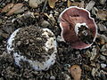 Agaricus bitorquis