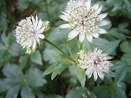 Didžioji astrantija (Astrantia major)