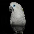 Cacatua ophthalmica