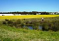 A surviving patch of Cape Freshwater Wetlands in the city of Cape Town.