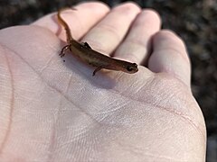 Chamberlain's Dwarf Salamander.jpg