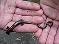 Anfibio: Salamandra rabilarga