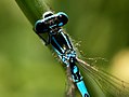 Coenagrion mercuriale dibuix casc de Mercuri