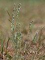 Filago minima, Small cudweed