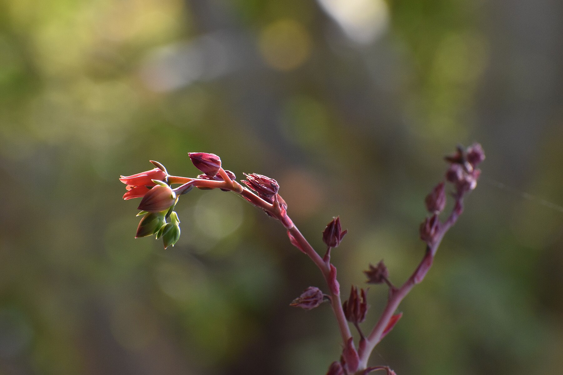 Fleur.