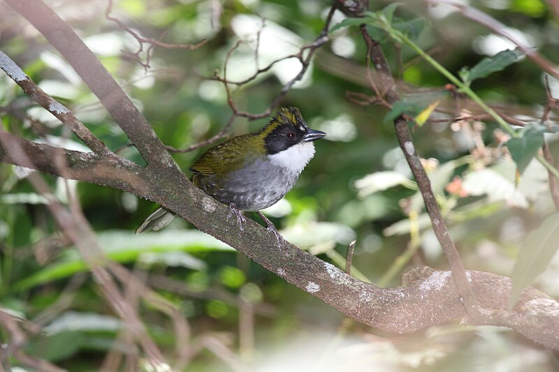 File:Green-striped Brushfinch.jpg