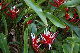 Heliconia angusta, Mt Coot-tha Botanic Gardens, Toowong IMGP0063.jpg