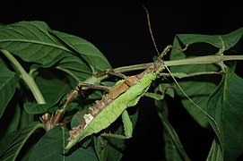 Heteropteryx dilatata