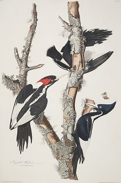 File:John james audubon after robert havell ivory-billed woodpecker from th d6367354083757).jpg