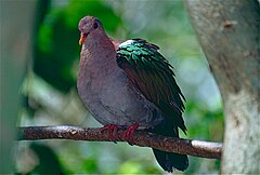 Description de l'image Pacific Emerald Dove (Chalcophaps longirostris), Kuranda Birdworld, Qld.jpg.