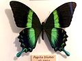 Papilio blumei (Green Swallowtail)