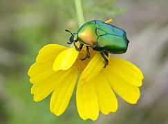 Protaetic cuprea ignicollis (SDG 15)