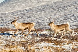 Rangifer tarandus (Reindeers)