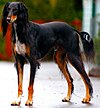 Saluki (Mesir)