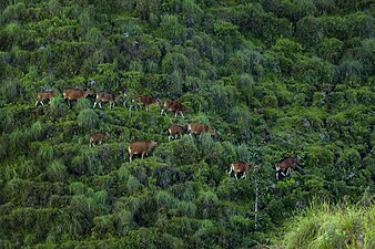 Sapi druen krama ring perbukitan Sembalun, Lombok Timur