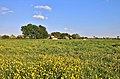 South Horse Fen