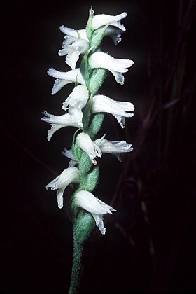 Spiranthes cernua