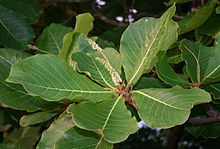 Terminalia catappa 1.jpg