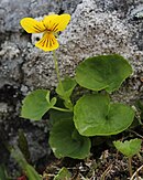 Viola biflora flower and leaves