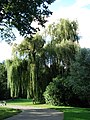 Salix × pendulina nothof. tristis