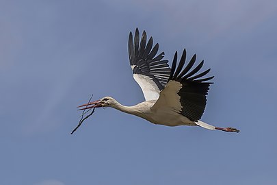 carrying twig to nest