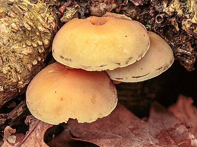 Fluweelpootje (Flammulina velutipes), 22-11-2023. (d.j.b)