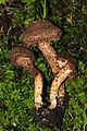 Sparriger Risspilz Inocybe hystrix