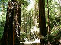 Muir Woods National Monument, Californien, USA