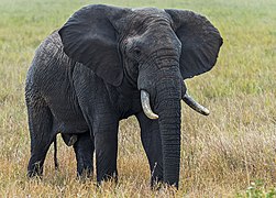 Afrikanischer Elefant (Loxodonta africana)