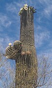 Saguaro Cactus in bloom