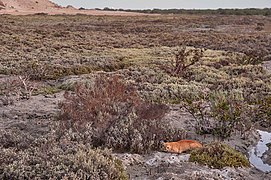 Cat resting in a salt marsh on Al Khor Island.