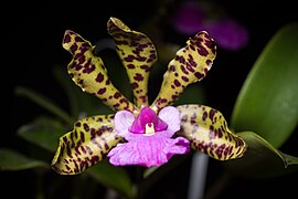 Cattleya aclandiae Lindl., Edwards's Bot. Reg. 26 t. 48 (1840) (41247080285).jpg