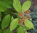 Blad og visne blomster