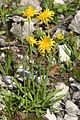 Crepis alpestris